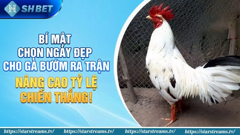 Gà Bướm Đá Ngày Nào Tốt? Bí Kíp Của Cao Thủ Chọi Gà! 3 Bí mật chọn ngày đẹp cho giống gà này ra trận: Nâng cao tỷ lệ chiến thắng!